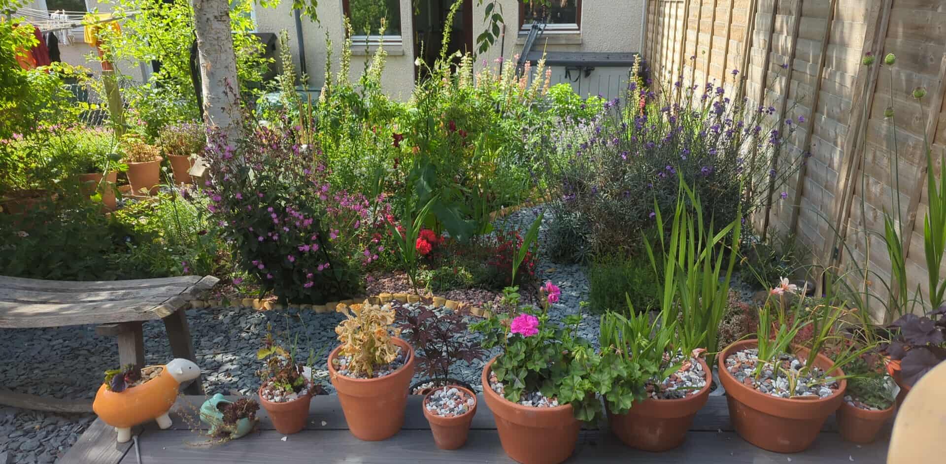 A view of a sunny garden full of colour