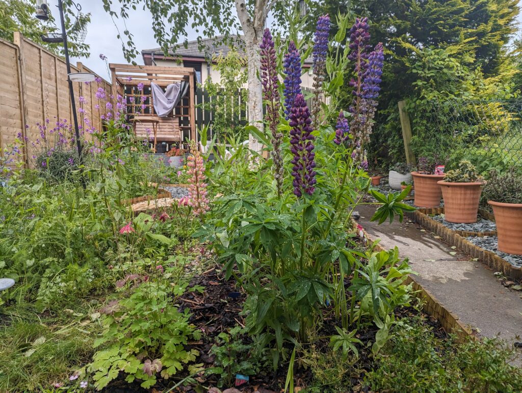 Garden with large and bold plants such as a lupin.