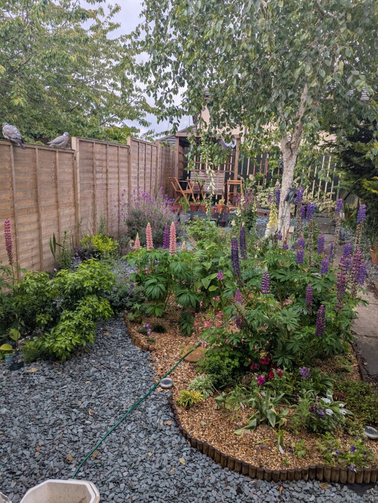 A garden a variety of plants and paths. Gravel covers the bulk of the garden floor, mixing blue and golden plus the greens of foilage and purple plants.